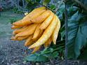 Buddha's Hand citrus_2 